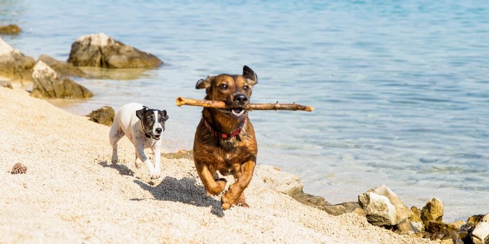 Pet-Friendly destinations in Italy: Riccione 