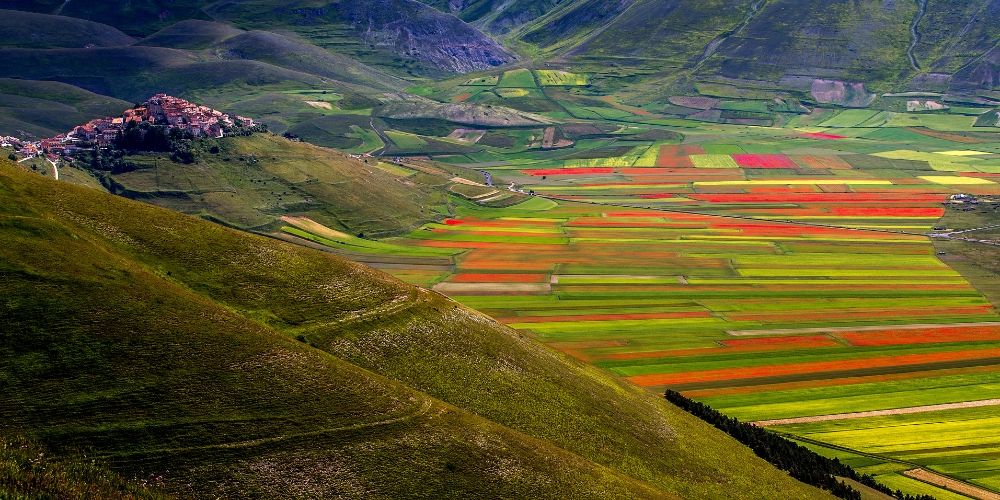 Fioritura delle Lenticchie