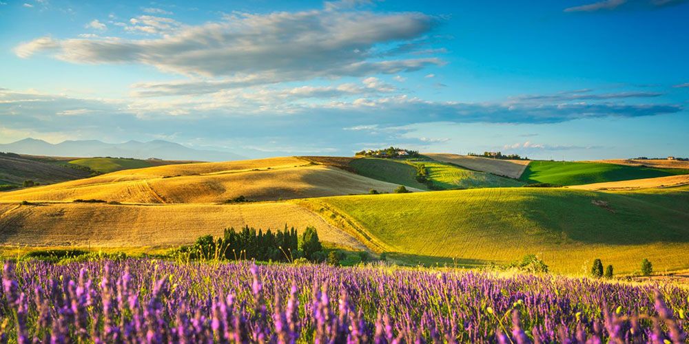 20 Tovaglioli Di Carta Lavanda Ambiente – 33x33 Cm – Stile Campo Di Lavanda Francese
