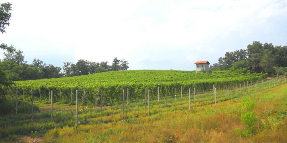 Cantina Fontechiara, the top 10 best wineries in Piedmont 