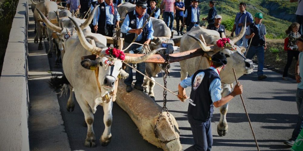 Pietrapertosa e folklore: riti arborei Pietrapertosa e folklore: riti arborei