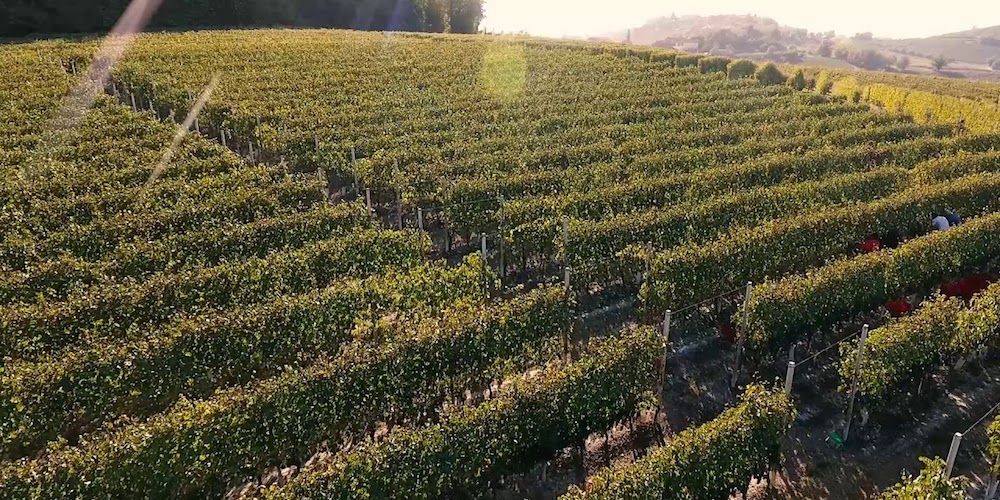Produttori di Govone, the top 10 best wineries in Piedmont 