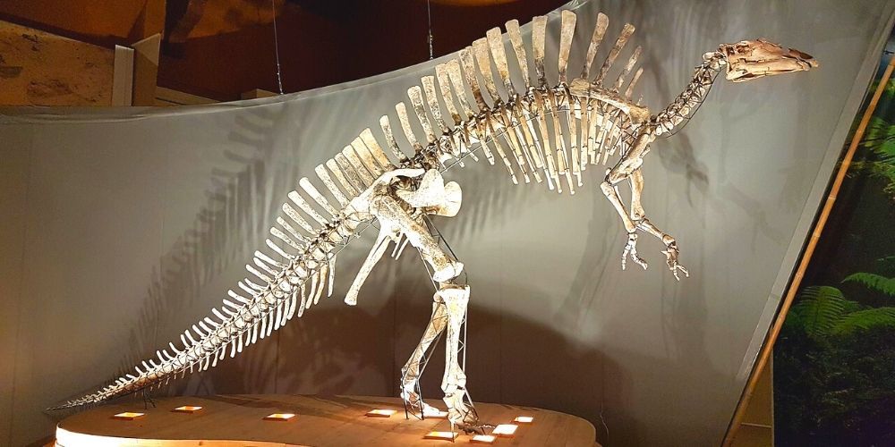 What to see with children: Natural History Museum in Venice What to see with children: Natural History Museum in Venice