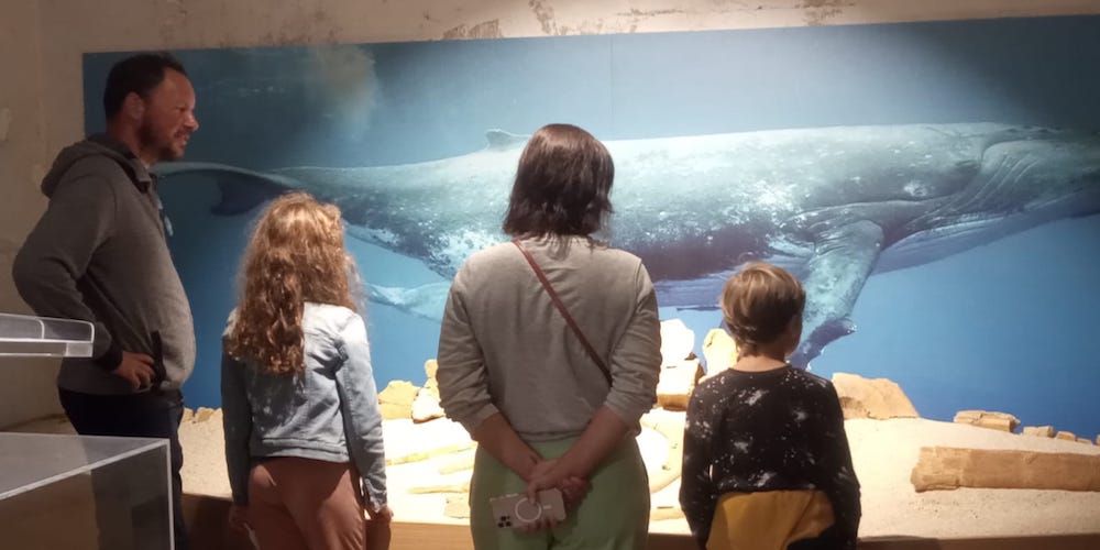Exploring the MuMaT, Tropea's Museum of the Sea Exploring the MuMaT, Tropea's Museum of the Sea
