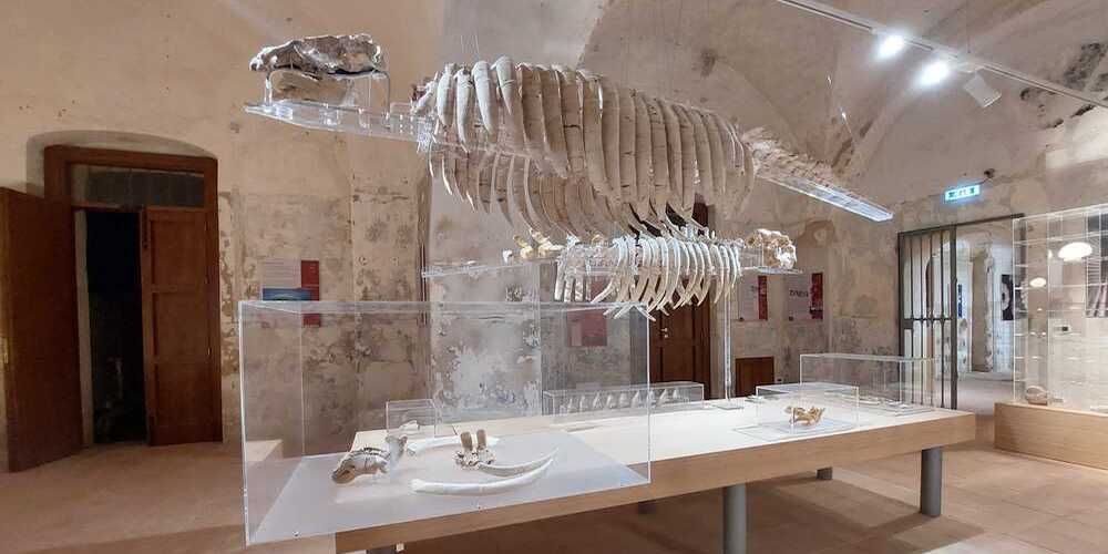 Artifacts at the Museum of the Sea, Tropea Artifacts at the Museum of the Sea, Tropea