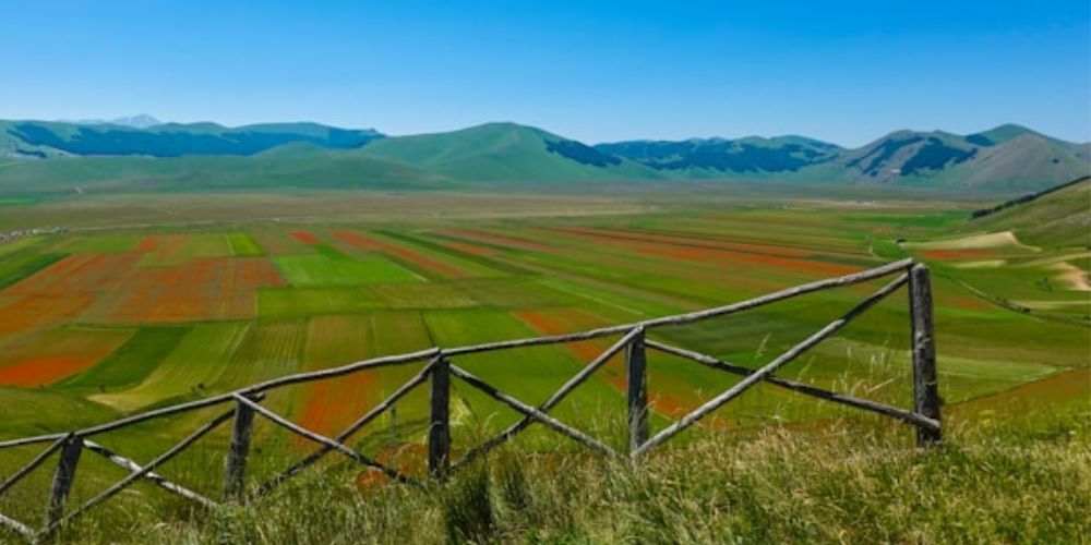 Norcia, lentil blooming, Italy