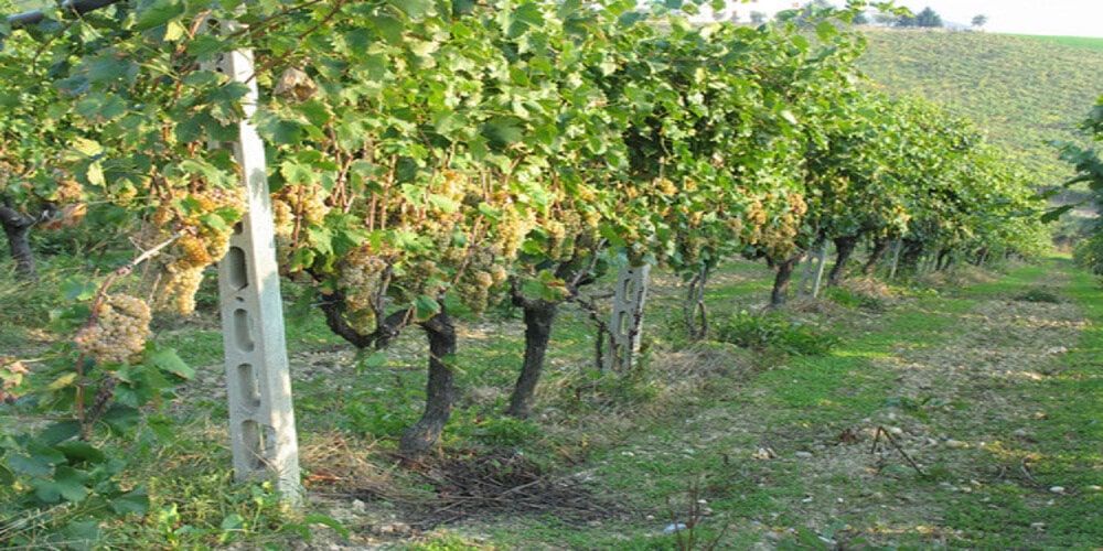 Visit Santa Vittoria in Matenano and taste the Falerio wine