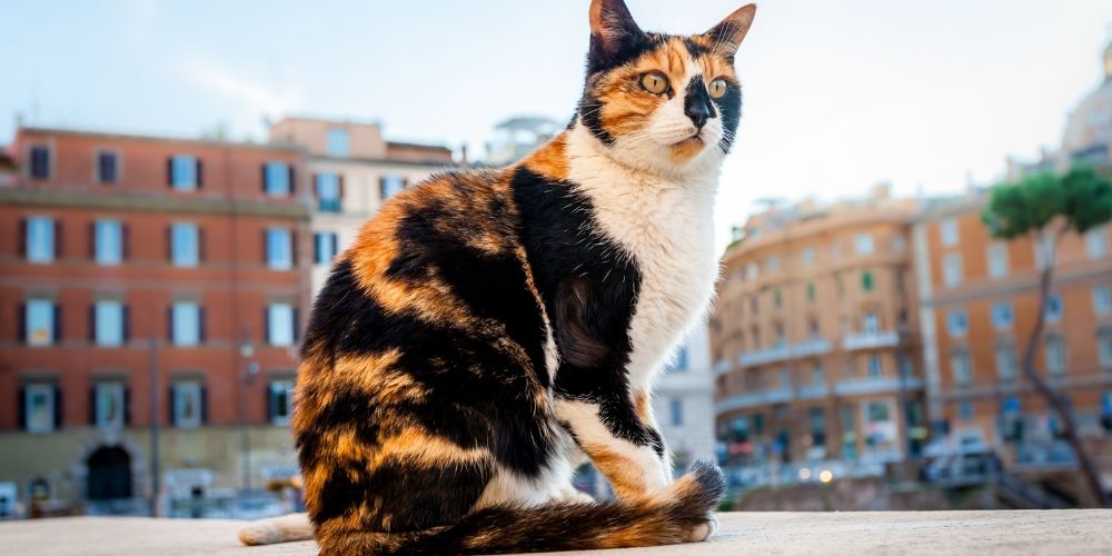 Il fascino di Torre Argentina per gli amanti dei gatti Il fascino di Torre Argentina per gli amanti dei gatti