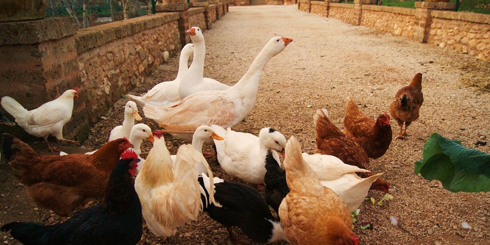Agriturismo in Italy: useful tips for travelers Agriturismo in Italy: useful tips for travelers