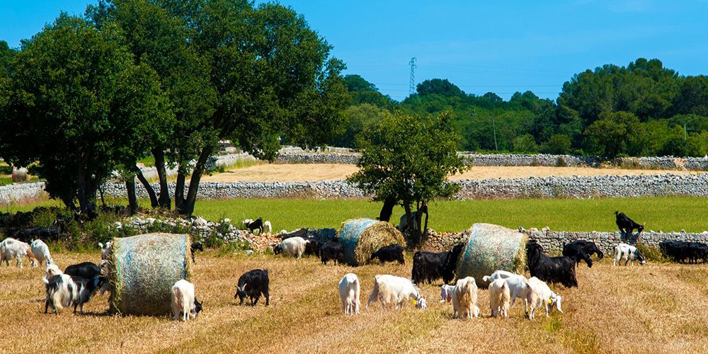 What is Agriturismo in Italy and why you should try it? What is Agriturismo in Italy and why you should try it?