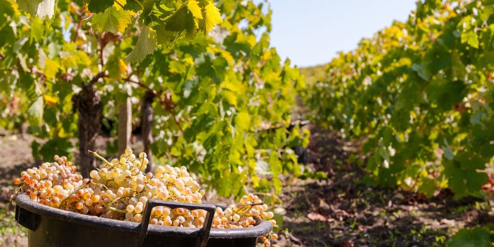 Vendemmia nel Chianti Vendemmia nel Chianti