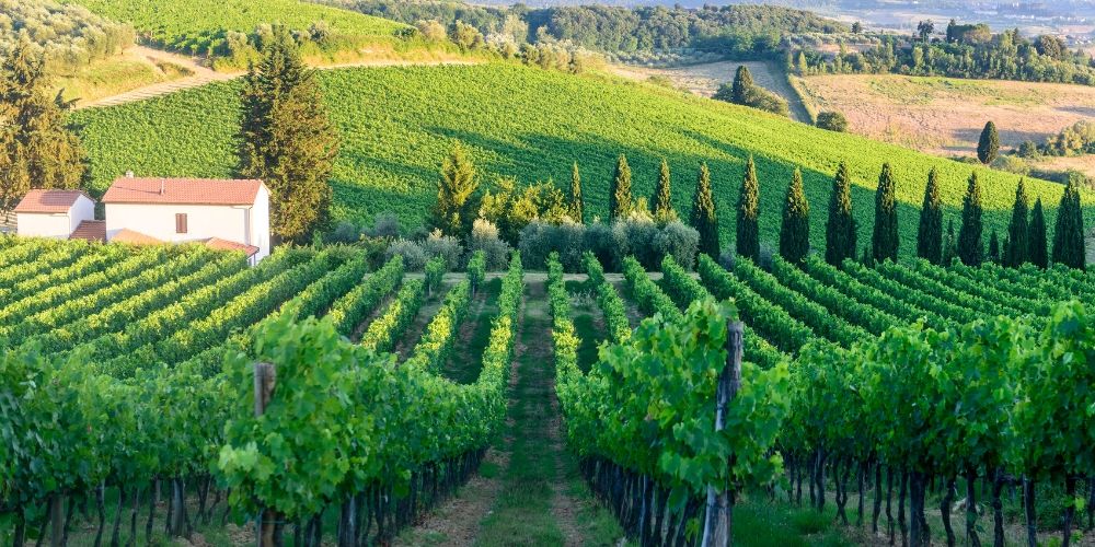 Passeggiare tra i vigneti come un abitante del Chianti Passeggiare tra i vigneti come un abitante del Chianti