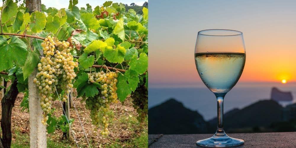 Itinerario del vino in Sardegna Itinerario del vino in Sardegna