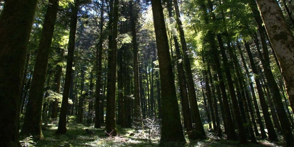 Parco delle Serre in primavera, Bosco Archiforo