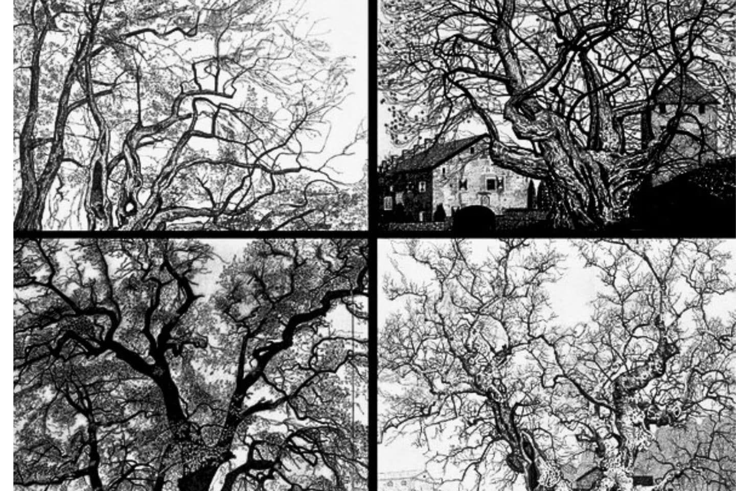 mostra-federica-galli-la-signora-degli-alberi-milano