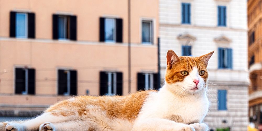 Origini e sviluppo del santuario felino Origini e sviluppo del santuario felino