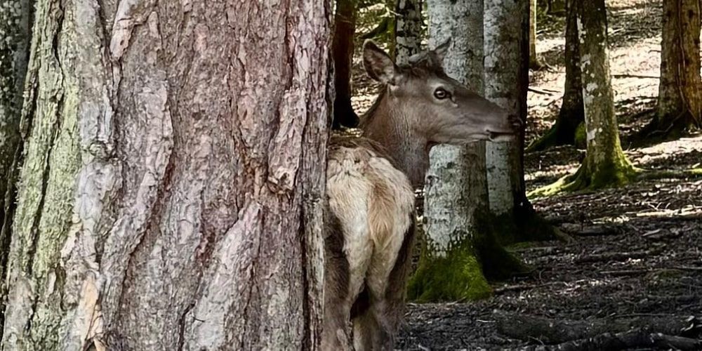 Must-see in Upper Molise: deer at the Montedimezzo Oasis Must-see in Upper Molise: deer at the Montedimezzo Oasis