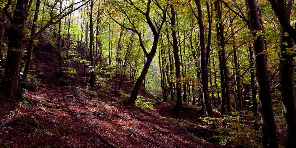 Historic way of St Francis - Casentino woods