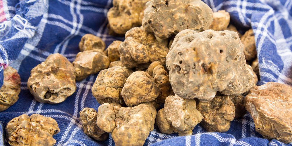 5. La Sagra Del Tartufo Bianco, San Miniato, Pisa 5. La Sagra Del Tartufo Bianco, San Miniato, Pisa