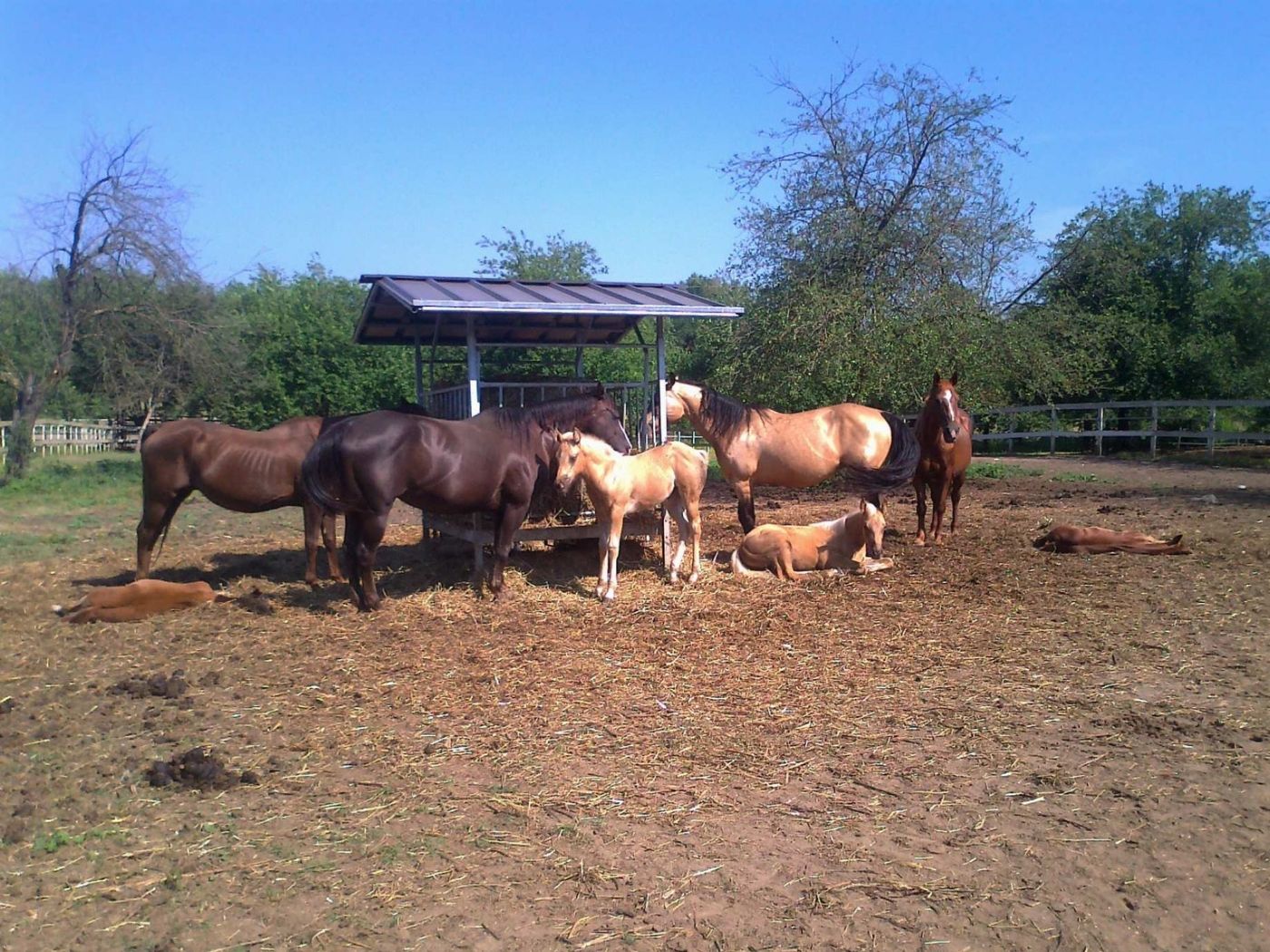 Torello Quarter Horses