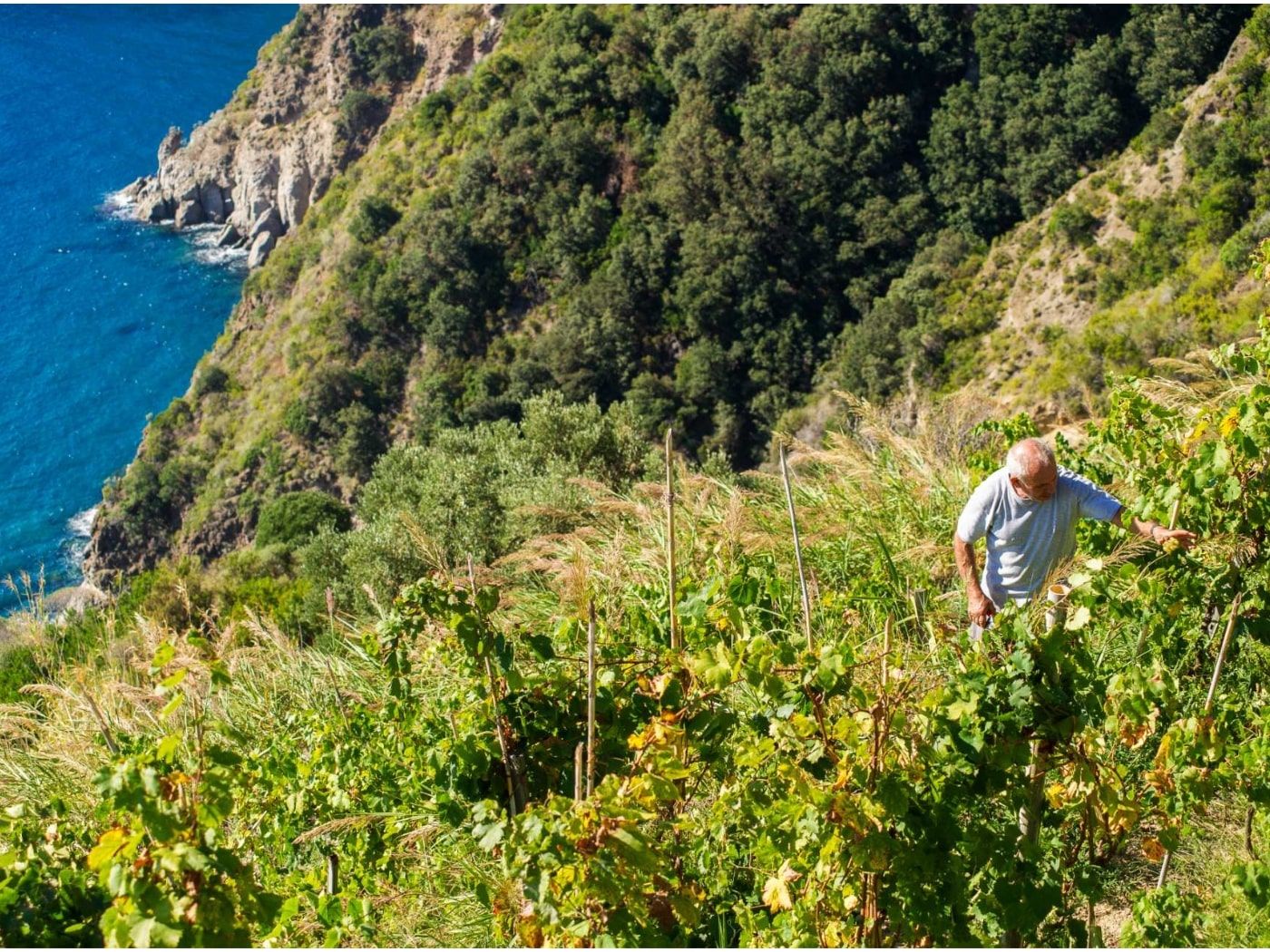 Cantine Antonio Mazzella