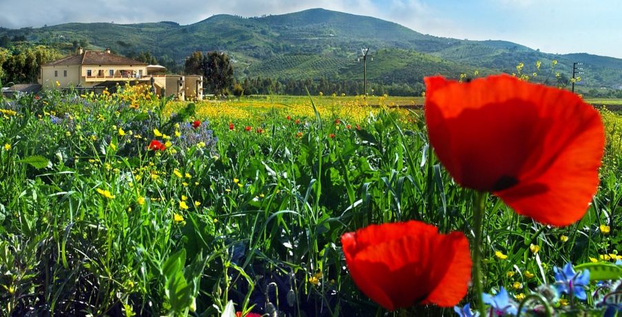 Agriturismo La Petrosa