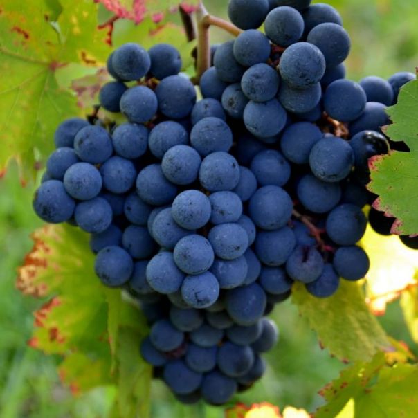 Wine Tour Amalfi Coast