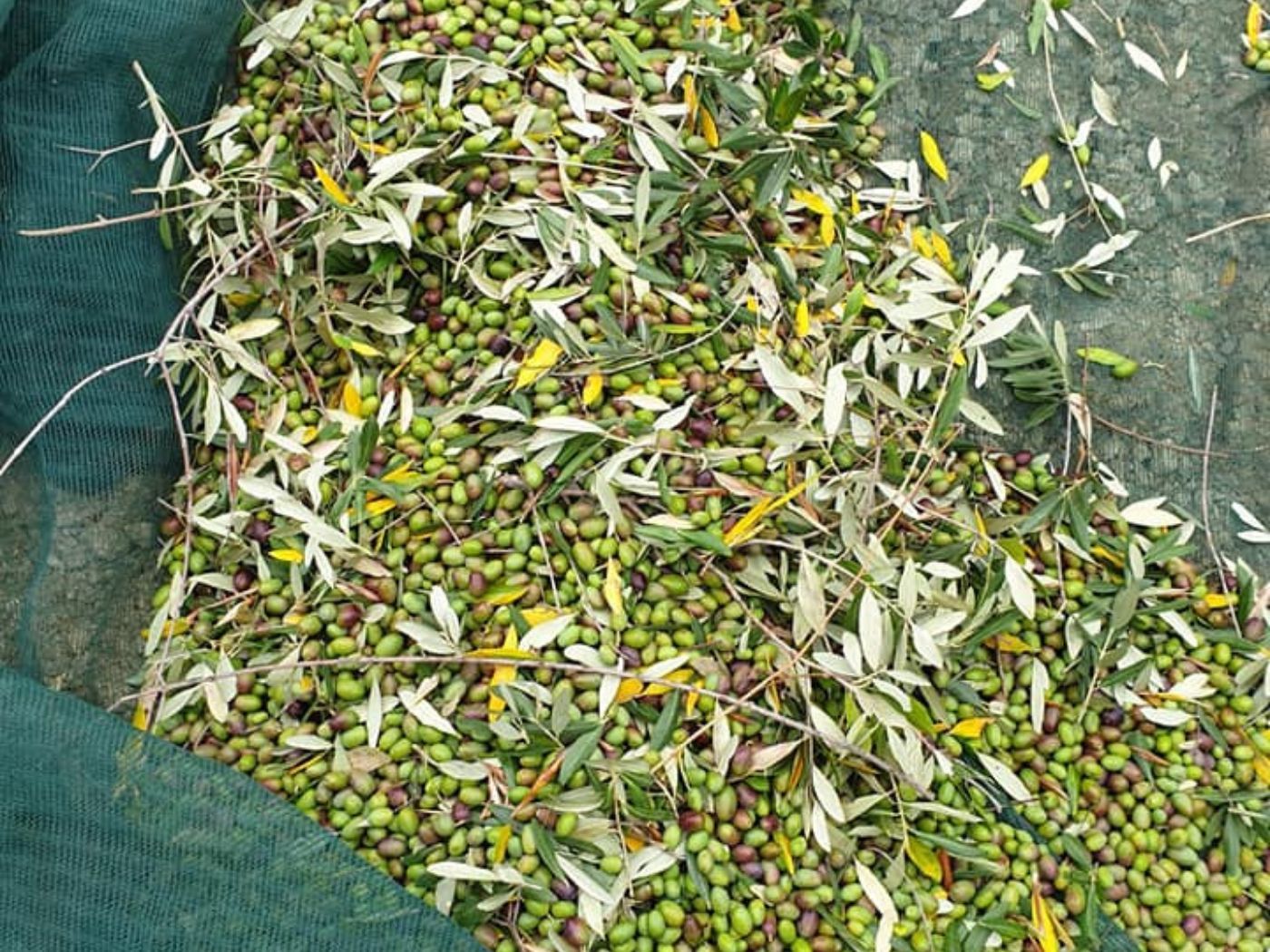 Società Agricola Scarpecci 