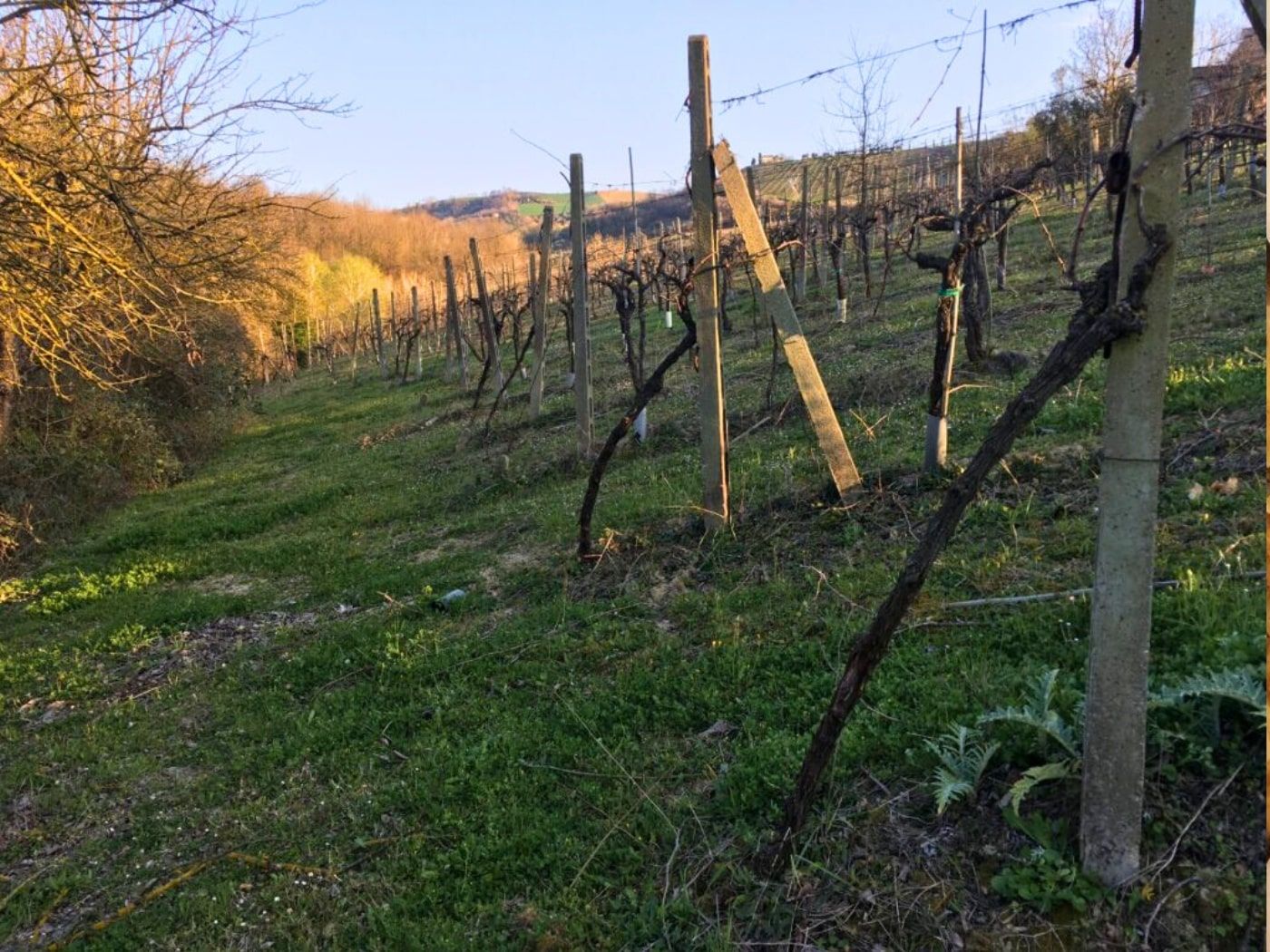 Azienda Agricola Sebastiano Bernetti