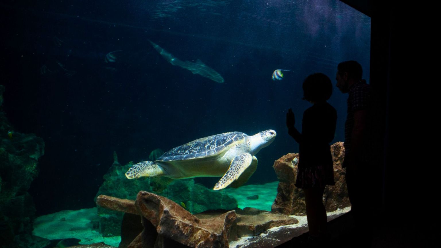 Livorno Aquarium: exploring the secrets of the Italian sea
