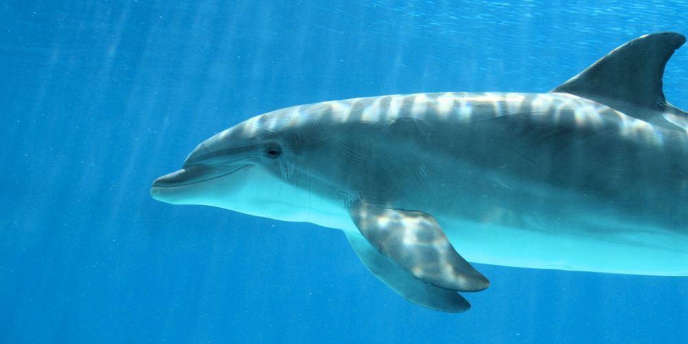 14-acquario-di-genova-biglietti