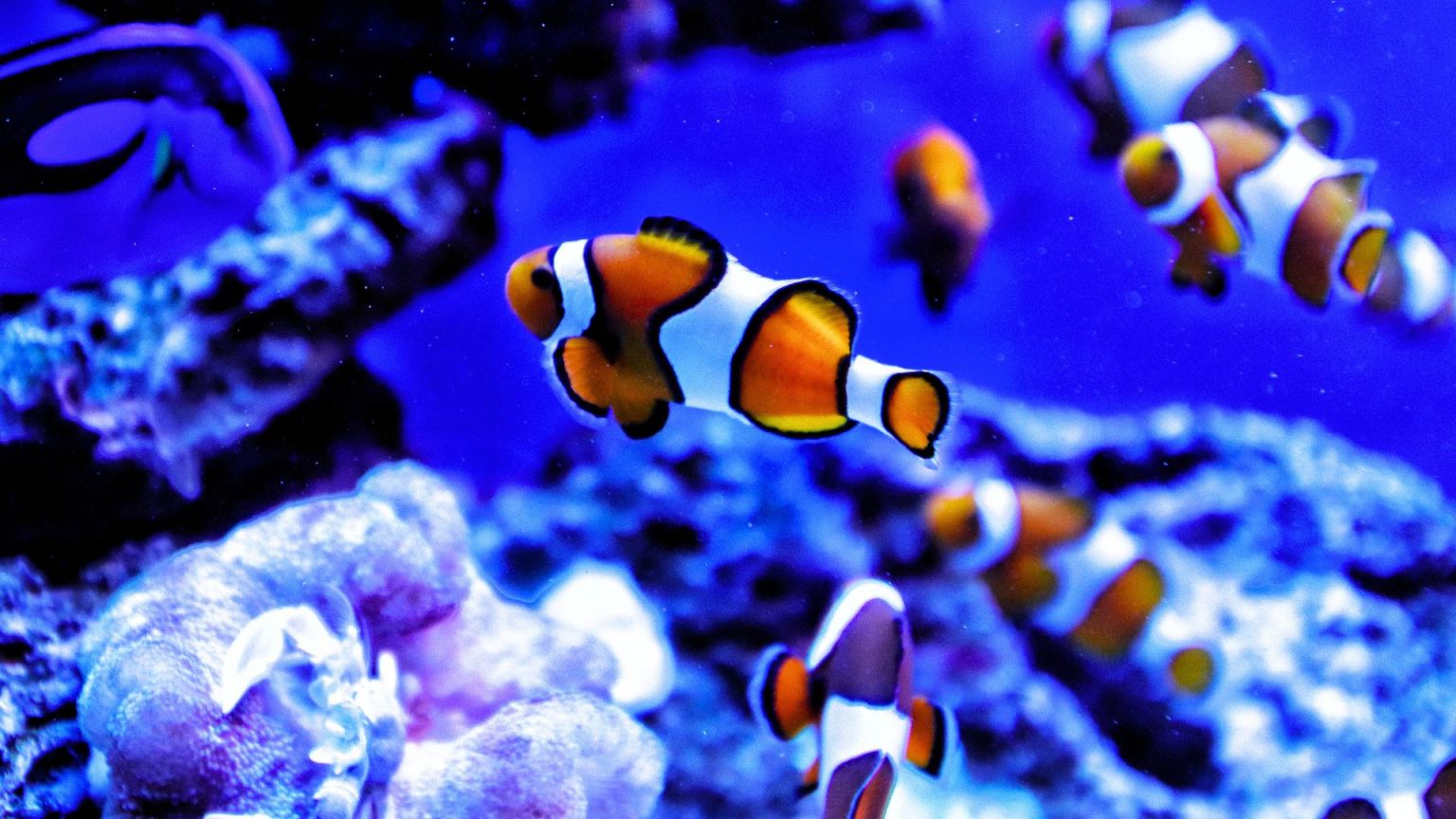 Acquario di Genova: il più grande d’Europa