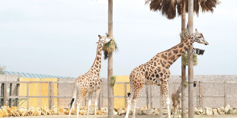 Bioparco di Roma: scopri il giardino zoologico più antico d'Europa 