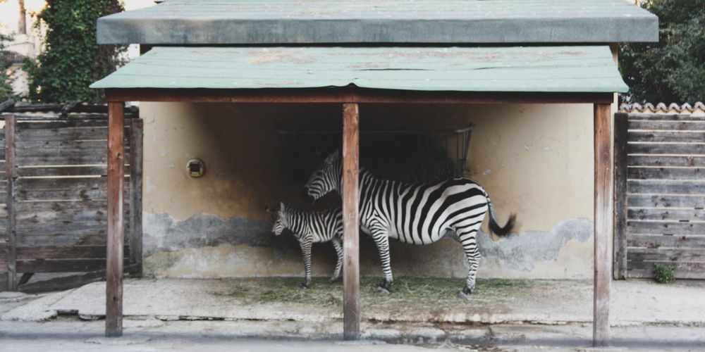 31-bio-parco-di-roma-mappa-min