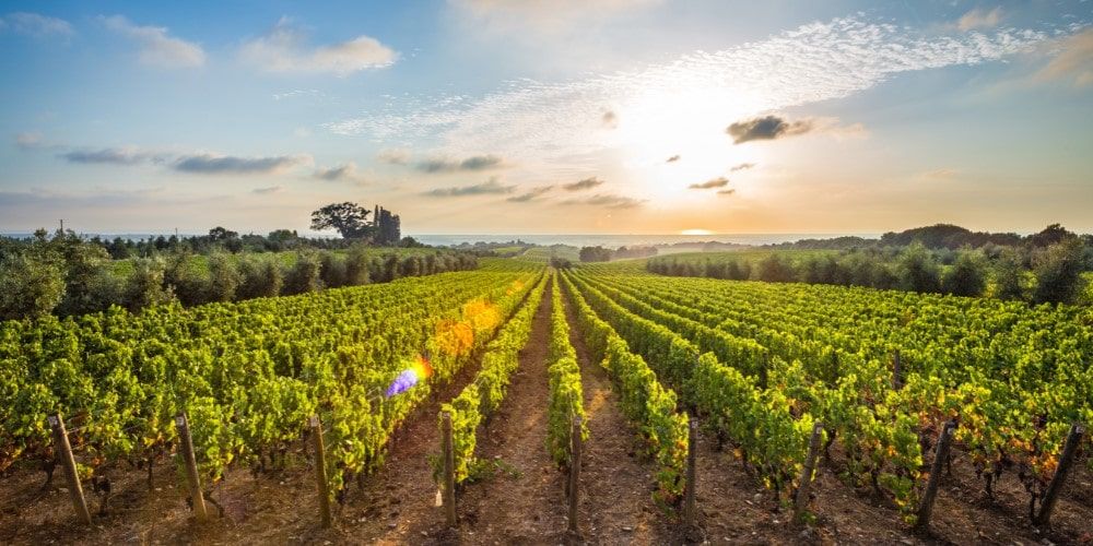 Tour del Chianti: un gustoso viaggio tra le eccellenze del famoso vino toscano